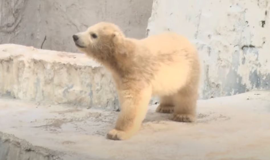 le nouveau petit ourson polaire du zoo d'Osaka