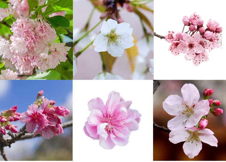 sakura fleurs