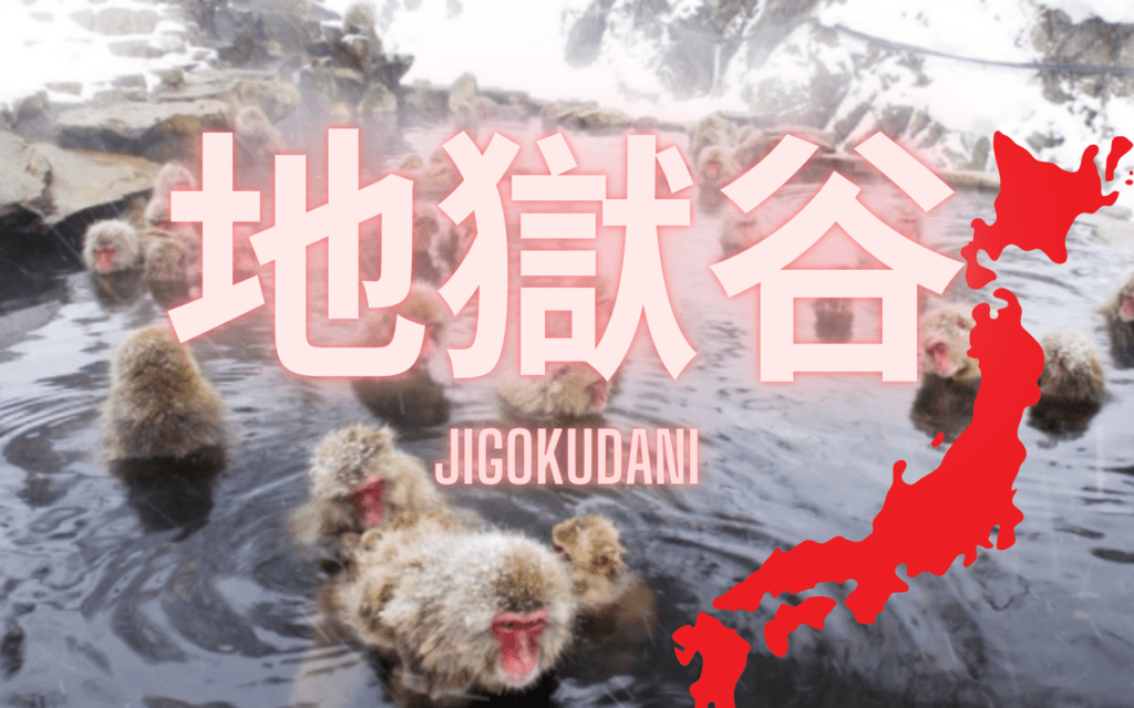 Singes et sources chaudes japon Jigokudani