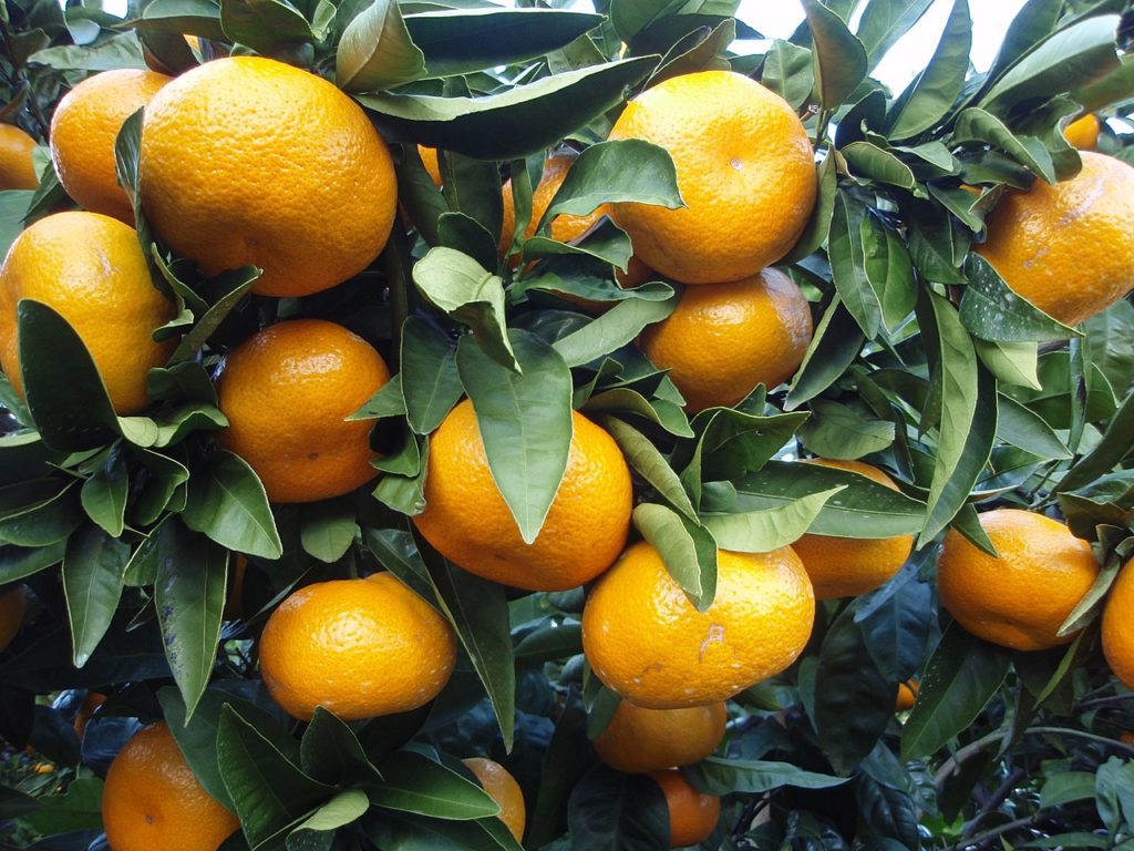 Astuces japonaises réutiliser peaux de mandarine mika