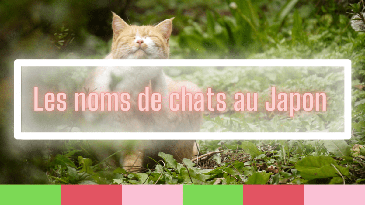 🐈 Classement des meilleurs noms de chats au Japon