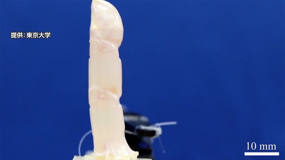 premier doigt robotisé recouvert de peau humaine vivante développé à l'Université de Tokyo