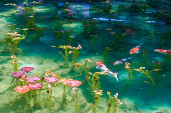 étang de Monet モネの池