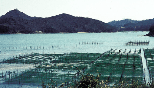 ferme algue japonaise