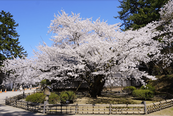 plus vieux cerisier Yoshino parc de Hirosaki