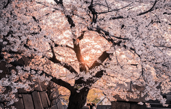 Saison dates de floraison cerisiers au Japon 2023
