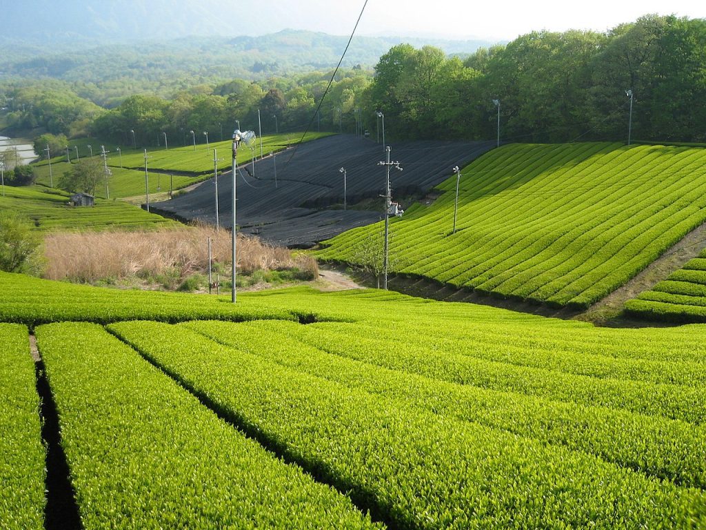 plantation thé japonaise