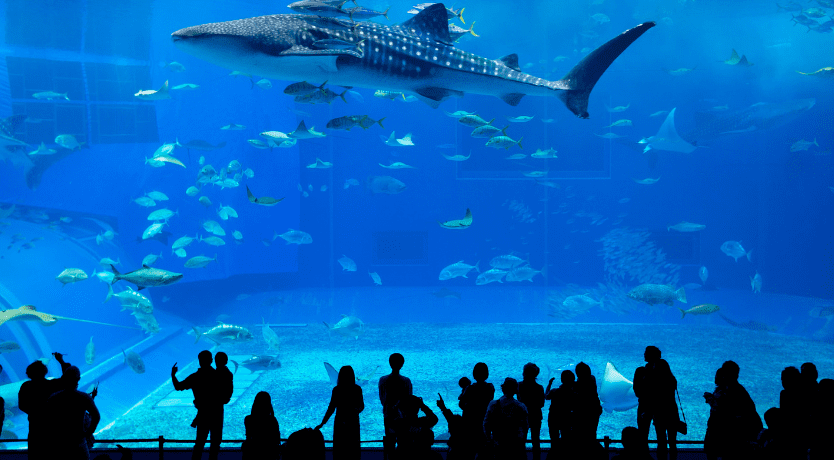 aquarium Churaumi
