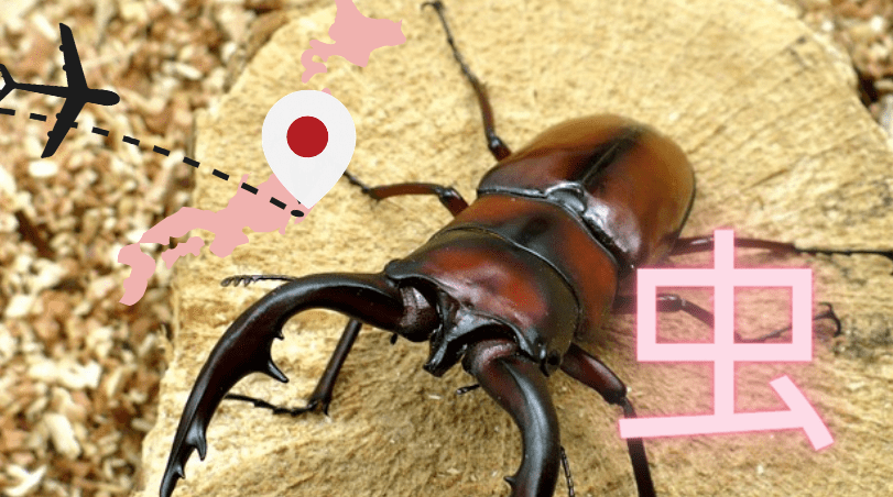 Mushi (虫) insecte en japonais