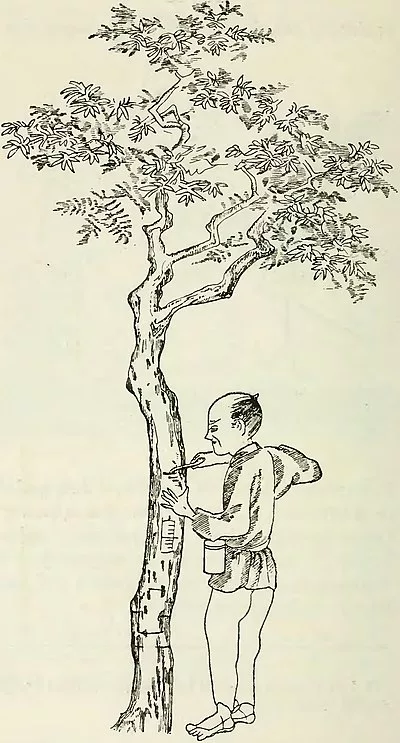 arbre laque japon
