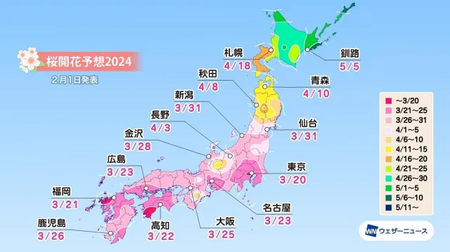 carte cerisiers en fleurs japon année 2024 