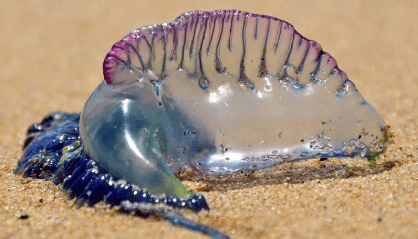 Okinawa méduses Habu