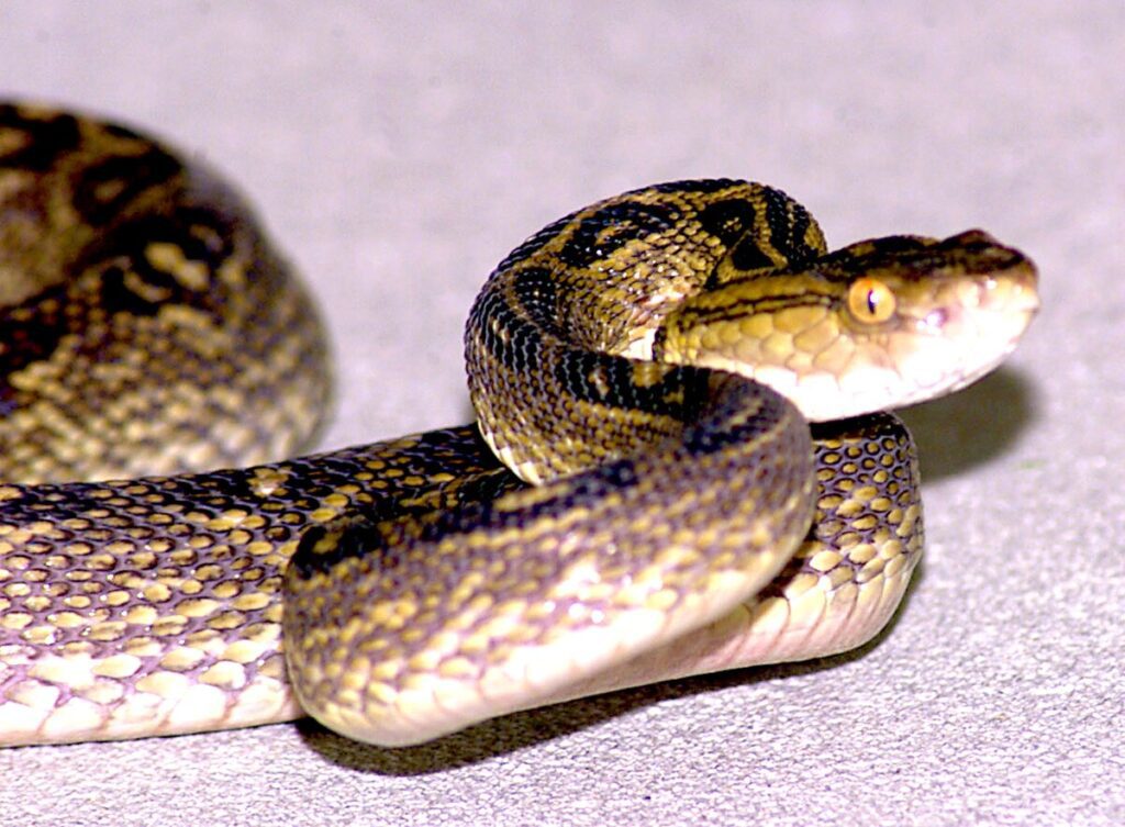 serpents habu okinawa