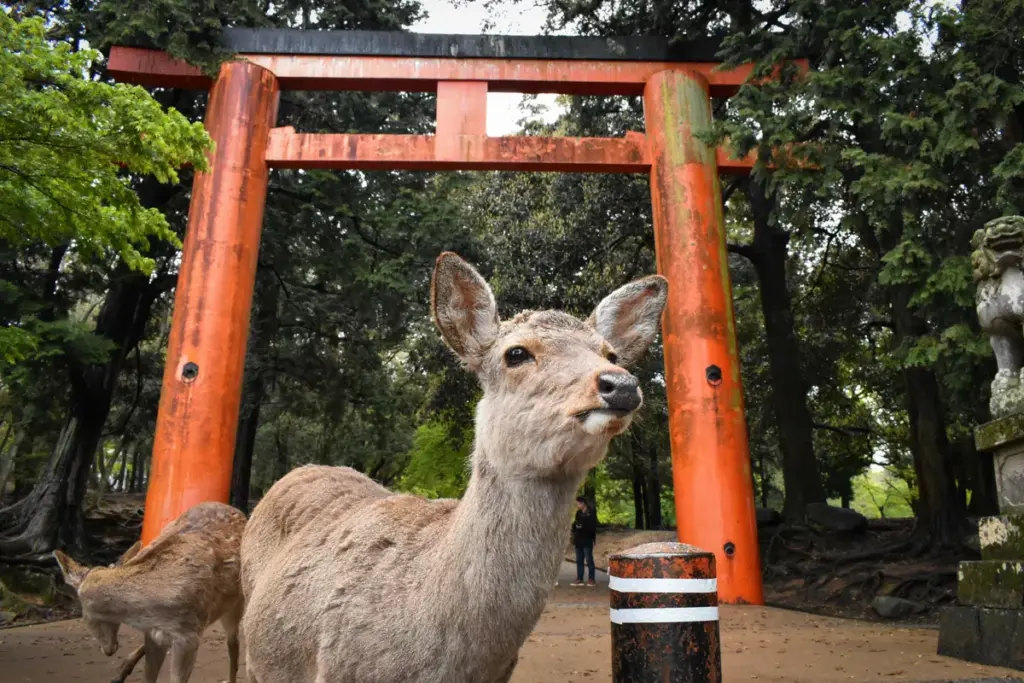 Cerfs de Nara, fake news et politique