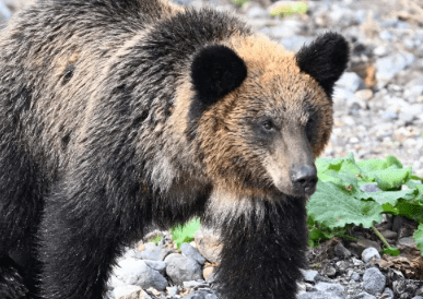 montre connectée comme boîte noire