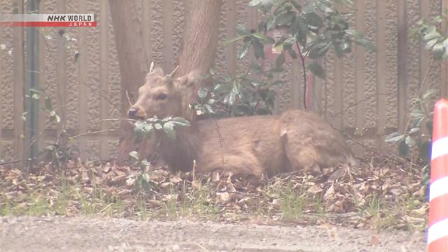 daims de Nara s’invitent à Osaka
