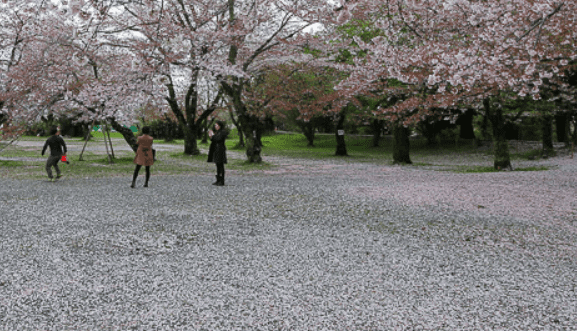 Tokyo a déjà perdu ses cerisiers
